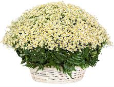 Цветочная композиция из Ромашки в корзине #REPLACE_PRED# Рыльске